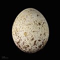 * Nomination eggs of Egyptian vulture - Oeufs de Vautour percnoptère --Ercé 07:50, 25 November 2019 (UTC) * Promotion  Support Good quality. --Andrew J.Kurbiko 09:39, 25 November 2019 (UTC)