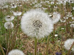 Taraxacum sp.