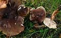 Tricholoma ustaloides