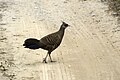 Female Kalij pheasant L.leucomelanos from Jim Corbett National Park