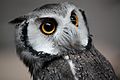 Northern White Faced Owl