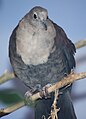 White-throated Ground Dove Male