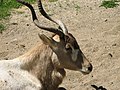 Addax