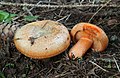 Lactarius deterrimus