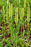 Lycopodium clavatum Type species