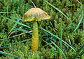 Hygrocybe psittacina