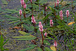 Thumbnail for File:Persicaria amphibia-01 (xndr).jpg