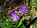 Fior del mes (Primula farinosa, val Zebrù) de la Wikipedia in alsazzian