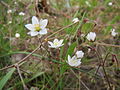 Reilingen, April 2014