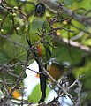 Black-hooded Parakeet or Nanday Conure, a popular South American species.