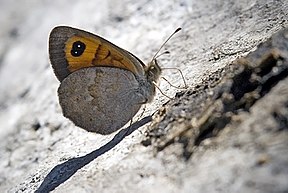 Description de l'image Erebia rondoui.jpg.