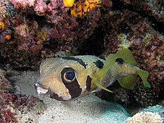 Description de l'image Pufferfish komodo.jpg.