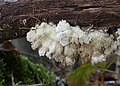 Schizophyllum commune