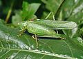 * Nomination Great Green Bush-Cricket. --Quartl 19:53, 24 August 2010 (UTC) * Promotion  Support QI for me --Archaeodontosaurus 12:07, 25 August 2010 (UTC)