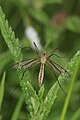 Tipula vernalis