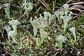 Cladonia pocillum