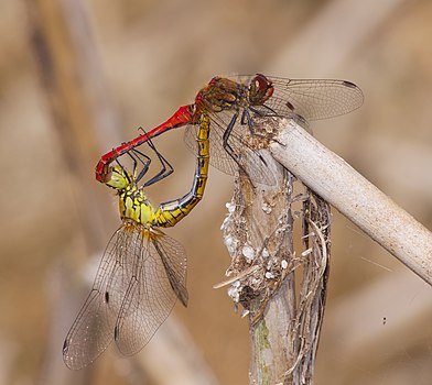 Вилински коњици (лат. Odonata)