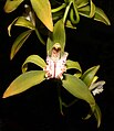 Cymbidium hookerianum syn. Cymbidium grandiflorum or Cyperorchis grandiflora