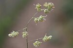 Thumbnail for File:Dactylis glomerata 139012254.jpg