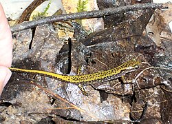 Den mörksidiga underarten (E. longicauda melanopleura)