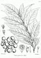 Kekinis fikusas (Ficus racemosa)