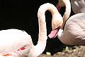 Greater Flamingo