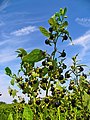 Une grande plante, robuste et ramifiée.