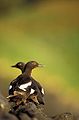 Pigeon Guillemot, St. Lazaria