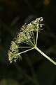 Conioselinum pacificum (Apiaceae)