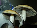 Psilocybe cubensis