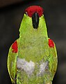 Thick-billed Parrot