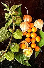 Thumbnail for Physalis peruviana