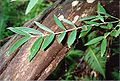 Southern Sassafras (Atherosperma) – in New South Wales eine seltene Pflanze – im Monga-Nationalpark