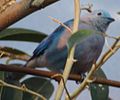 Blue-Gray Tanager