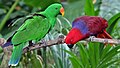 Ազնվական թութակ (Eclectus roratus)