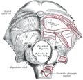 Face externe de l'os occipital