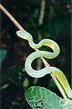 Asian pit viper at Bako National Park