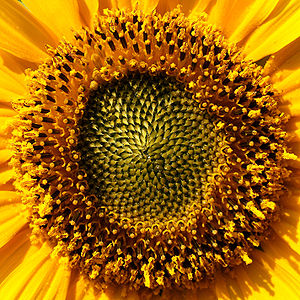 Helianthus annuus (Common Sunflower)