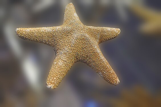 starfish