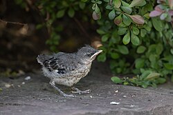 A fledgling Northern Mockingbird at Mathias Baldwin Park, Philadelphia.