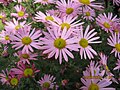 Chrysanthemum zawadskii