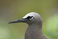 Common noddy head - note stouter beak, greyer cap