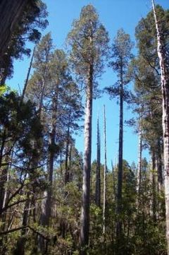 Fitzroya cupressoides