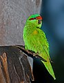 Musk Lorikeet of Australia