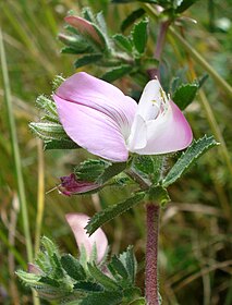 Markkrageklo (Ononis spinosa ssp. maritima). Foto: Fornax