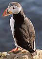 Atlántico puffinFratercula arcticalunde