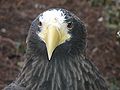 Stellers Sea Eagle