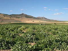 Vignes à Herencia (province de Ciudad Real) : climat méditerranéen continental, d'où le relief desséché.