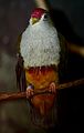 Beautiful Fruit Dove