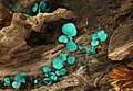 Chlorociboria aeruginascens